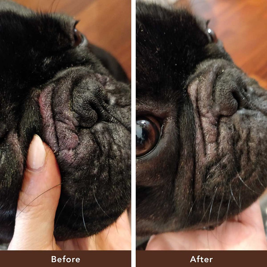 Cure Your Pet Dog Anti-Ager