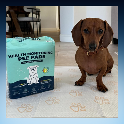 Health Monitoring Pet Pee Pads