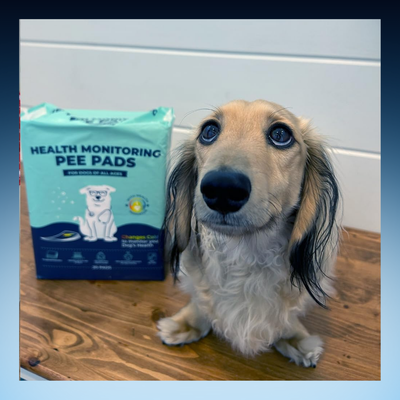 Health Monitoring Pet Pee Pads