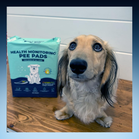 Health Monitoring Pet Pee Pads
