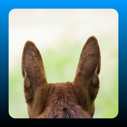 Gentle Pet Ear Wash