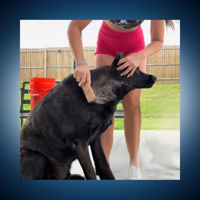 Fast Grooming, Easy Cleanup