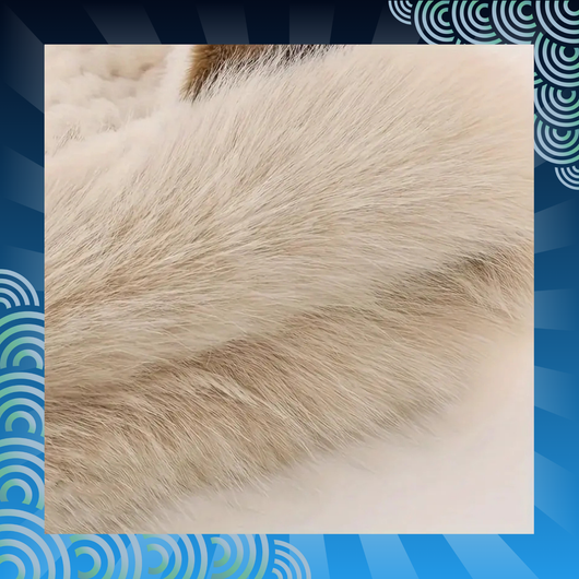 Animal Ear Hooded Scarf