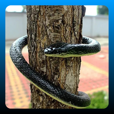 Realistic Artificial Imitation Rubber Black Mamba Snake