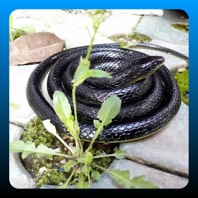 Realistic Artificial Imitation Rubber Black Mamba Snake