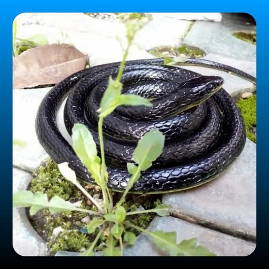 Realistic Artificial Imitation Rubber Black Mamba Snake