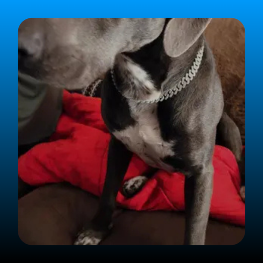 Silver Dog Chain Diamond Collar