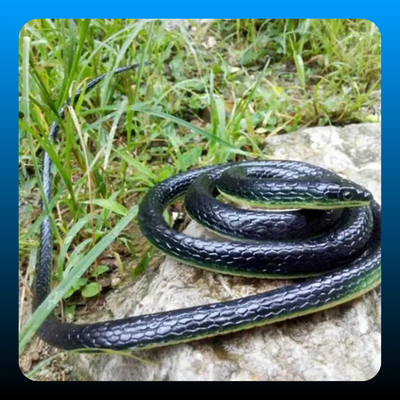 Realistic Artificial Imitation Rubber Black Mamba Snake
