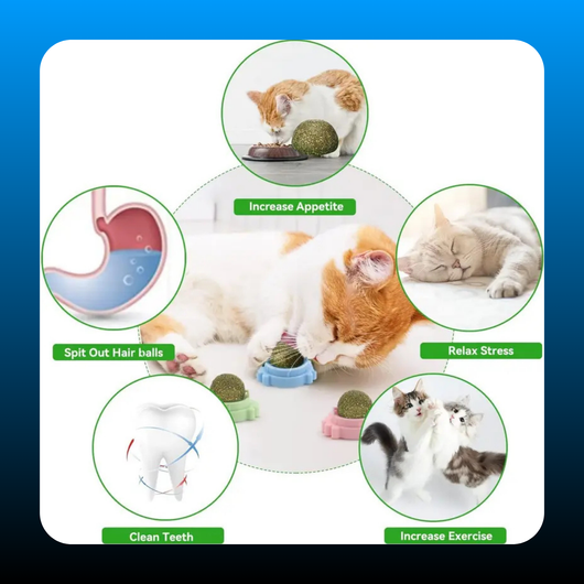 Wall Catnip Roller (3 Pack)
