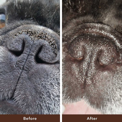 Cure Your Pet Nose Repair Cream