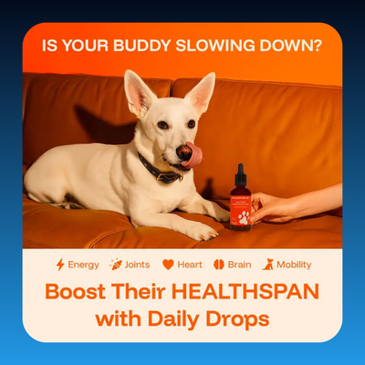 Liquid Longevity Supplement for Dogs