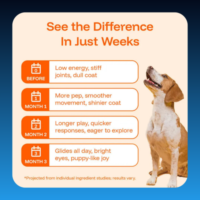 Liquid Longevity Supplement for Dogs
