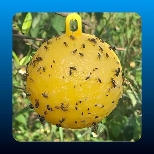 Yellow & Green Sticky Fruit Fly Traps (12 Pack)