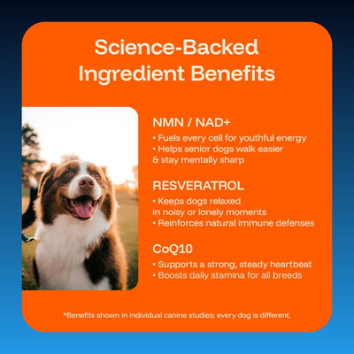Liquid Longevity Supplement for Dogs