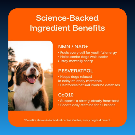 Liquid Longevity Supplement for Dogs