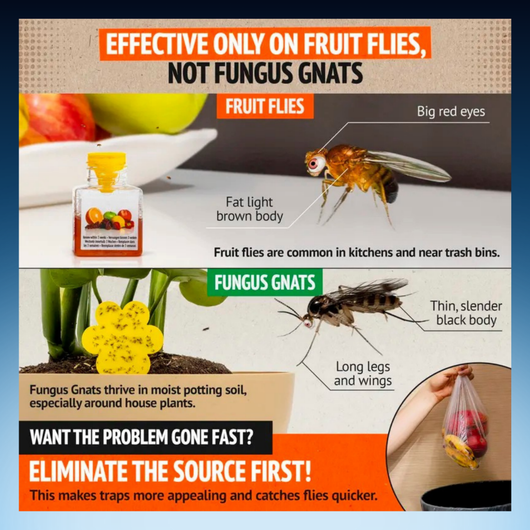 Natural Fruit Fly Traps (4 Packs)