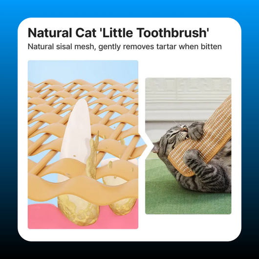 Kitten Scratching and Kicker Toy