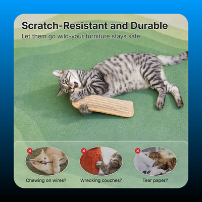 Kitten Scratching and Kicker Toy