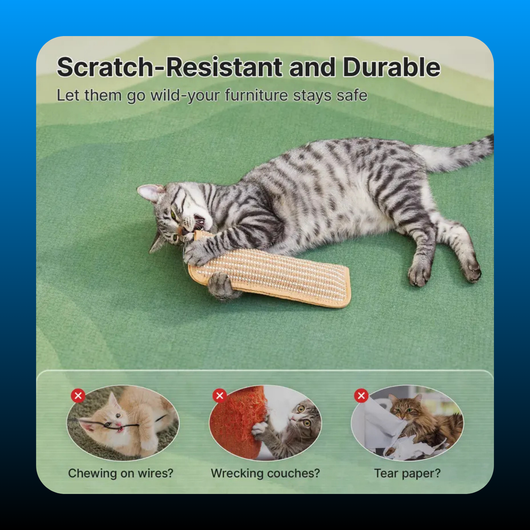 Kitten Scratching and Kicker Toy