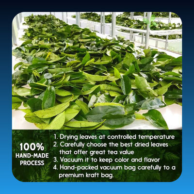 Premium Soursop Graviola Leaf Tea Bags (15 Pack)