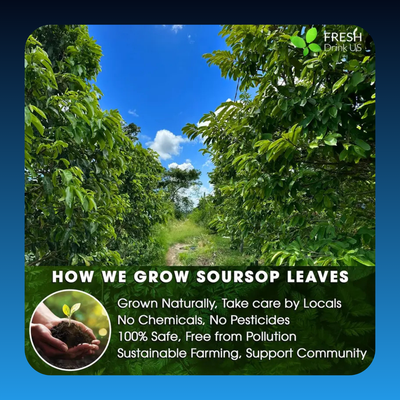 Premium Soursop Graviola Leaf Tea Bags (15 Pack)