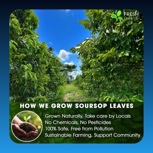 Premium Soursop Graviola Leaf Tea Bags (15 Pack)