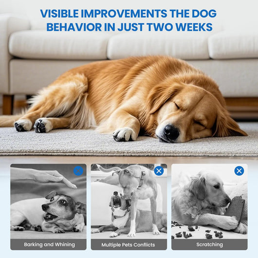 Advanced Dog Diffuser Kit