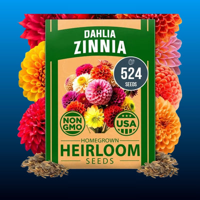 Dahlia Zinnia Heirloom Flower Seeds (524 Seeds)