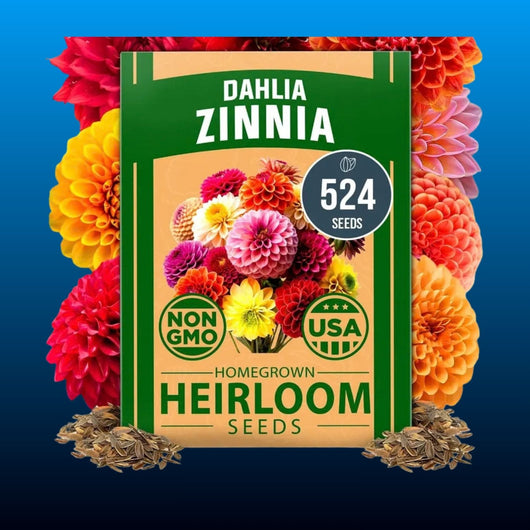 Dahlia Zinnia Heirloom Flower Seeds (524 Seeds)