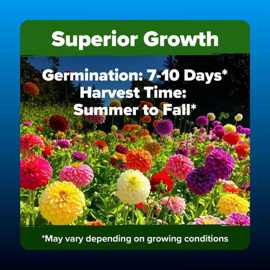 Dahlia Zinnia Heirloom Flower Seeds (524 Seeds)