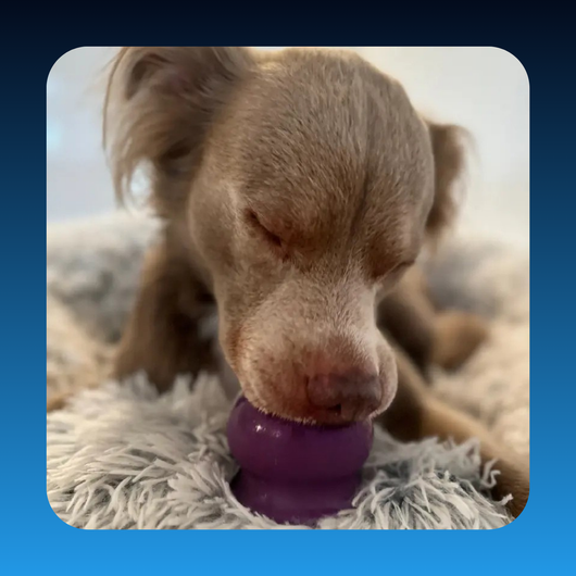 Durable Fillable Dog Chew Bone