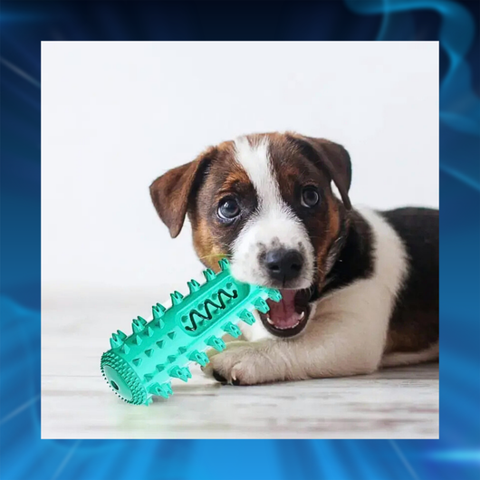 Dog Toothbrush Chew Toy