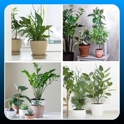 6 Pack Stackable Plant Support Branches
