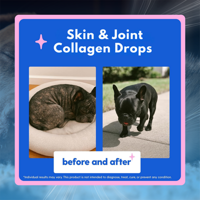 Skin & Joint Collagen Drops for Dogs & Cats