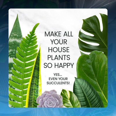 All-Purpose Houseplant Fertilizer Concentrate