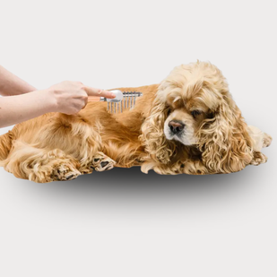 Style Your Pet’s Coat