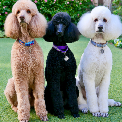 Gentle on All Coat Types