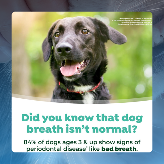 Oral Care Water Additive for Pets
