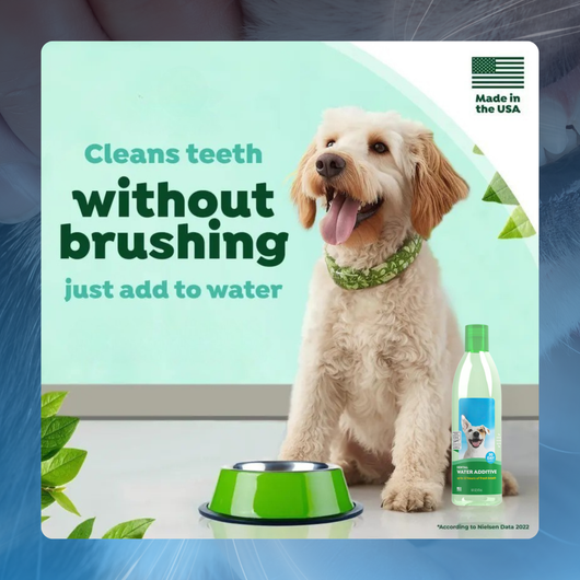 Oral Care Water Additive for Pets
