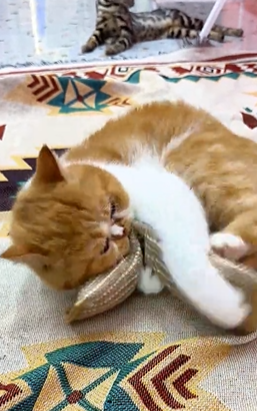 Review by Vanessa T.