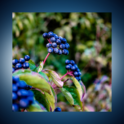 Rich and Delicious Flavor