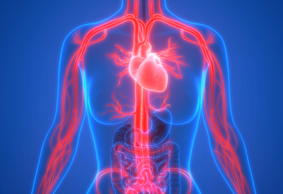 Improved Vital Circulation